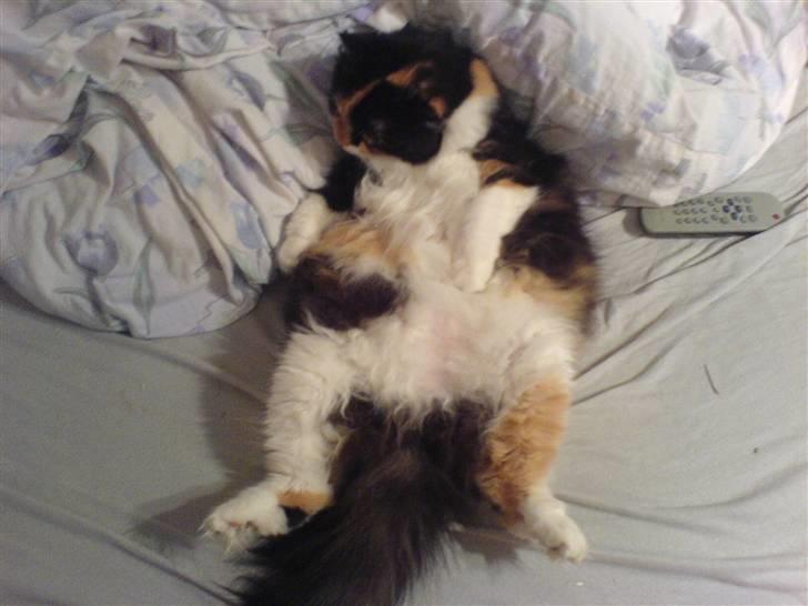 Blanding af racer Twinkie billede 8