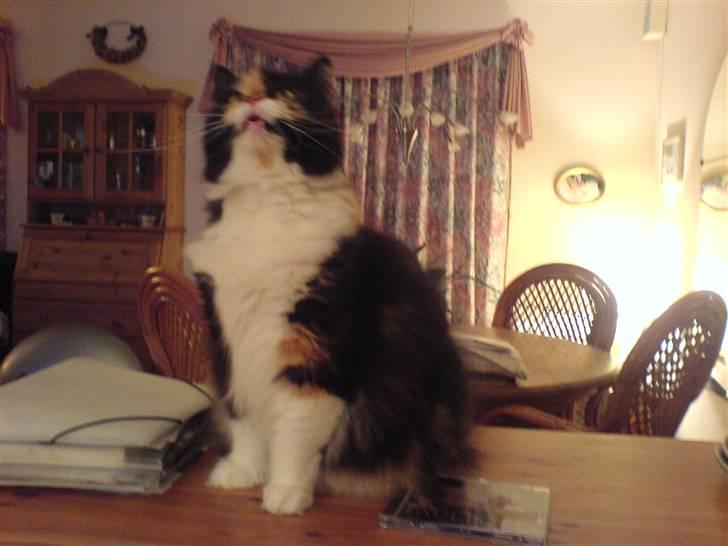 Blanding af racer Twinkie billede 9