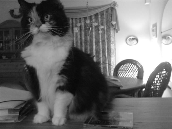 Blanding af racer Twinkie billede 10