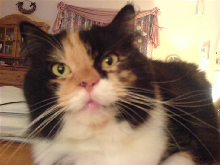 Blanding af racer Twinkie billede 11