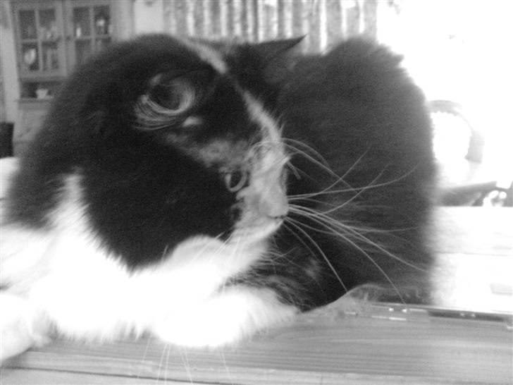 Blanding af racer Twinkie billede 12