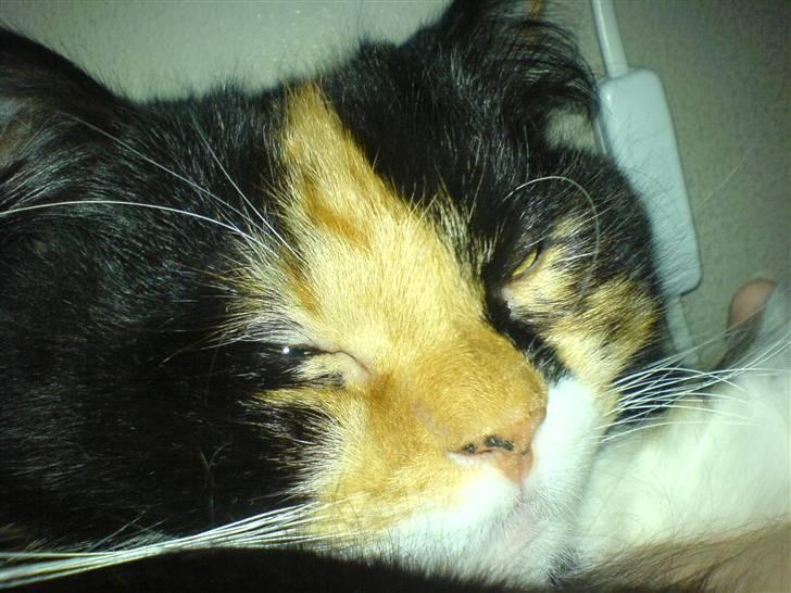 Blanding af racer Twinkie billede 14