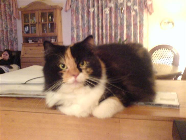 Blanding af racer Twinkie billede 15