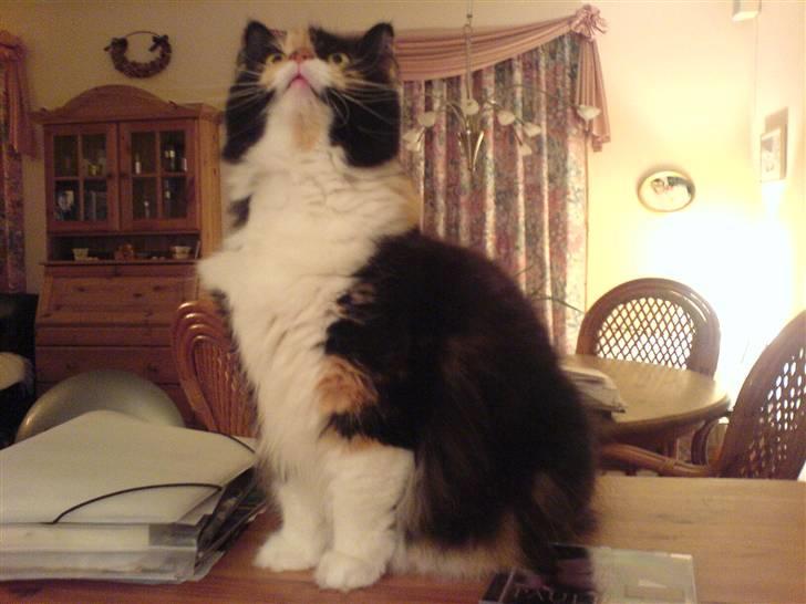 Blanding af racer Twinkie billede 16