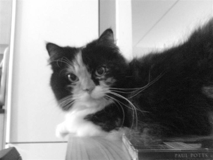 Blanding af racer Twinkie billede 17