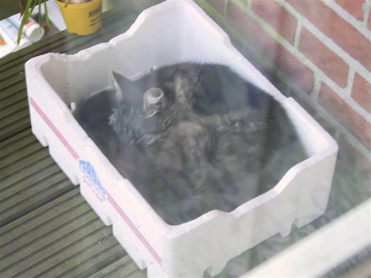 Blanding af racer Nuller (Død) - Foto: Min Far.. Copyright Cecilie Vraa billede 1