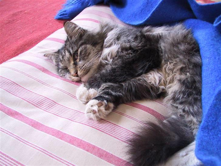 Blanding af racer Nuller (Død) - Gaab...  Foto: Min Far.. Copyright Cecilie Vraa billede 2