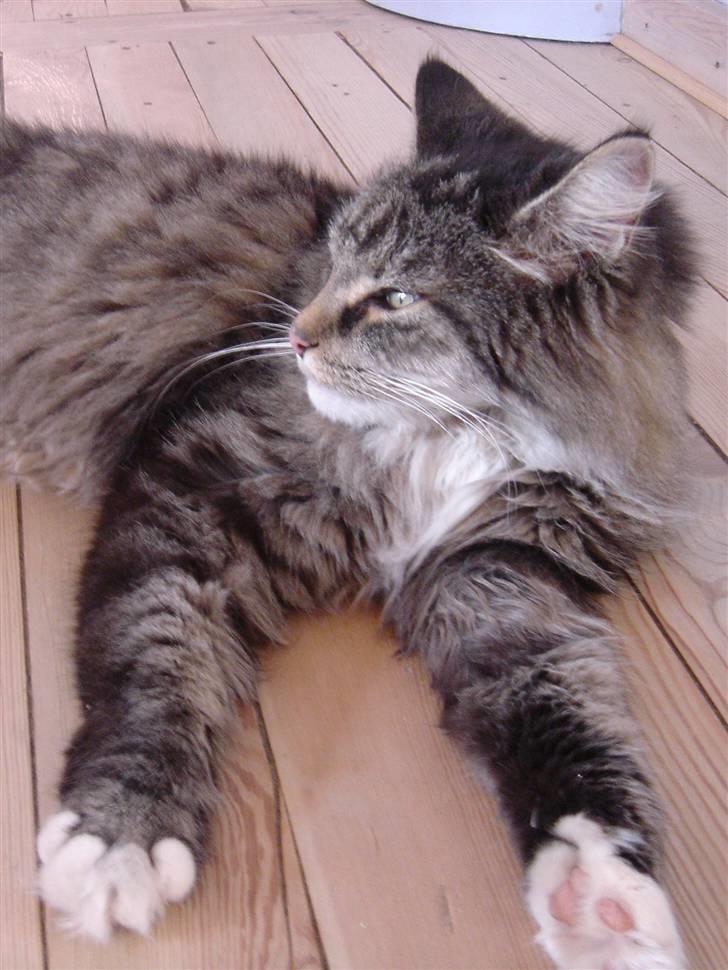 Blanding af racer Nuller (Død) - Se miig! Foto: Min Far.. Copyright Cecilie Vraa billede 3