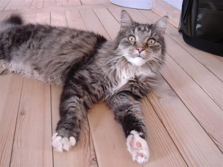 Blanding af racer Nuller (Død) - Prøv lige at se hans ansigtsudtryk! Foto: Min Far.. Copyright Cecilie Vraa billede 4