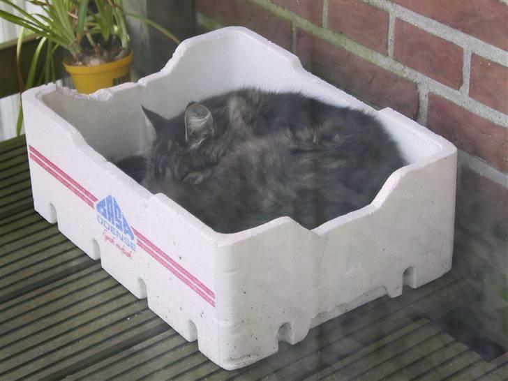 Blanding af racer Nuller (Død) - Nuller ligger på terrassen og sover, om morgenen, den dag Kirsten Brok kom. Foto: Min Far.. Copyright Cecilie Vraa billede 5