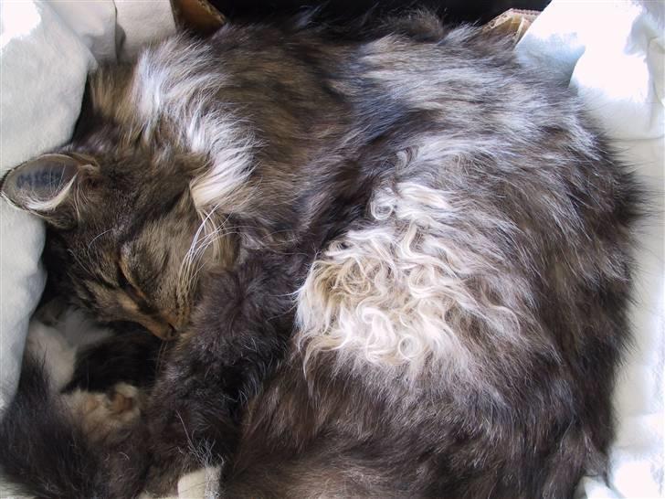 Blanding af racer Nuller (Død) - Tja, han laver ikke så meget her... Her er han her faktisk ikke... Han er lige blevet lagt til at sove. Foto: Min Far.. Copyright Cecilie Vraa billede 6