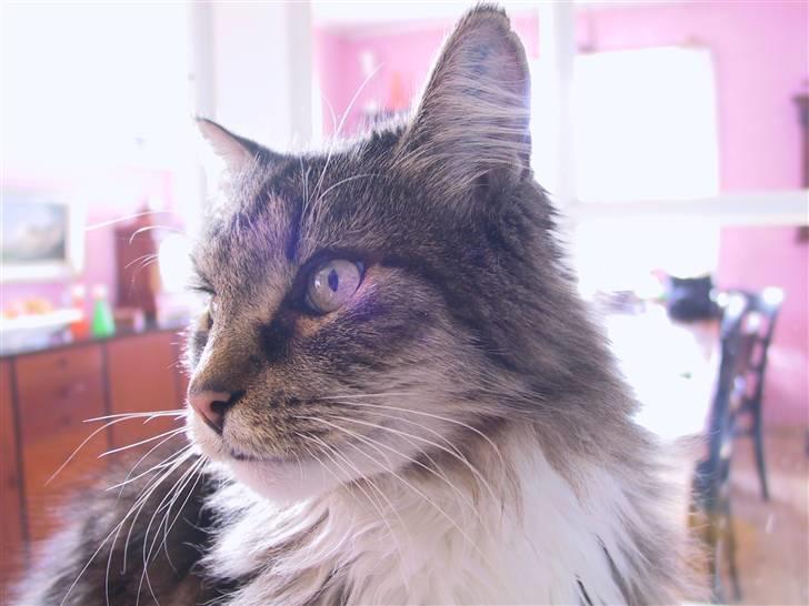 Blanding af racer Nuller (Død) - Nåårh... Foto: Min Far.. Copyright Cecilie Vraa billede 7