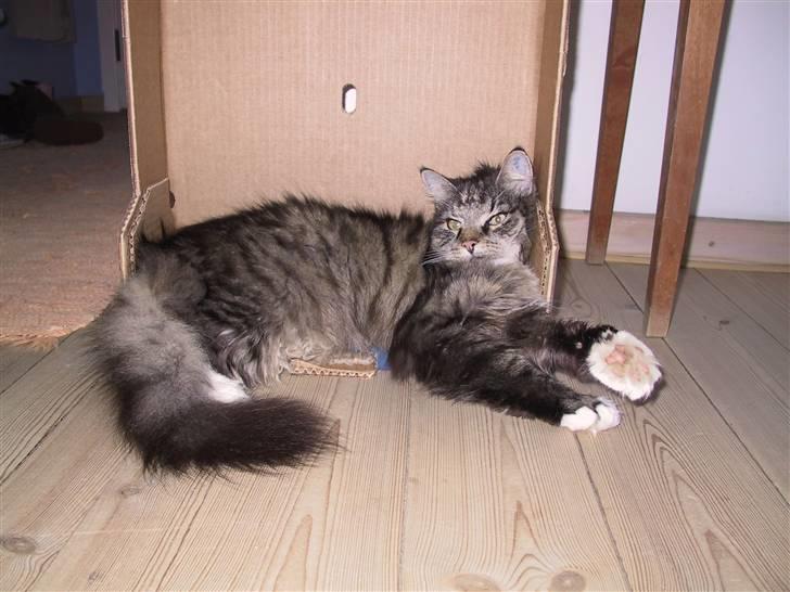 Blanding af racer Nuller (Død) - Hoold dig VÆK! det er MIN kasse :) Nuller dog ... Foto: Min Far.. Copyright Cecilie Vraa billede 8