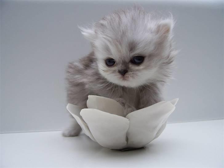 Perser Chloe billede 1