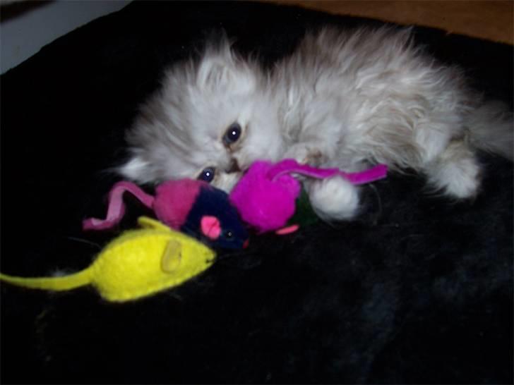 Perser Chloe billede 2