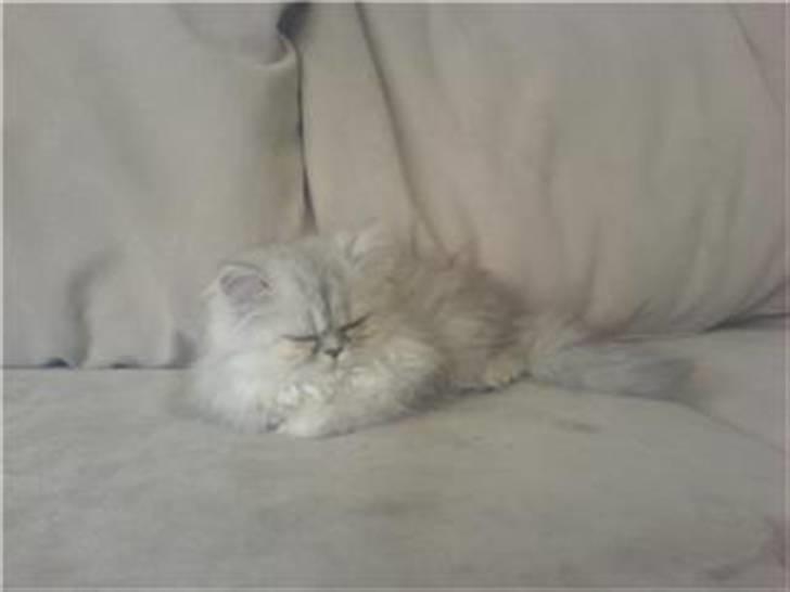 Perser Chloe billede 3