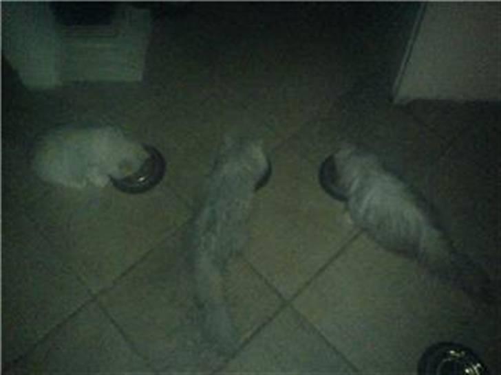 Perser Chloe billede 4