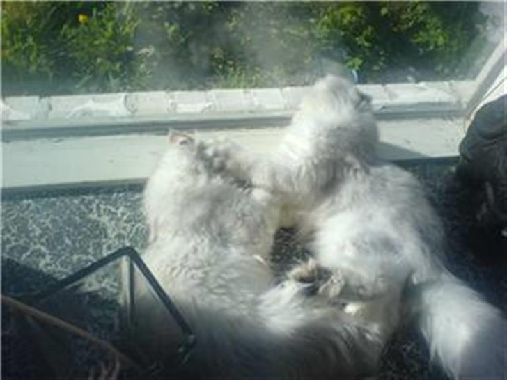 Perser Chloe billede 5