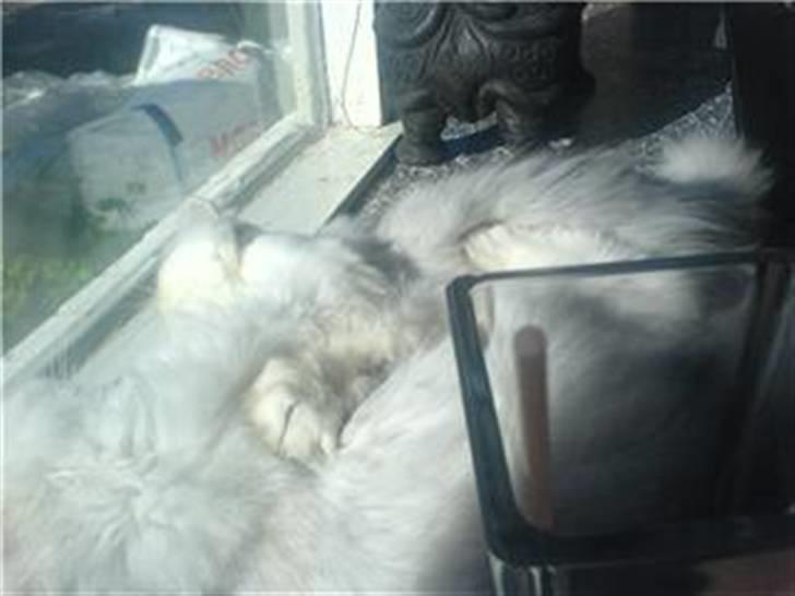 Perser Chloe billede 6