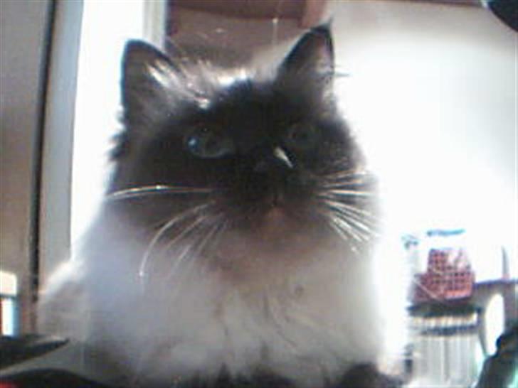 Hellig Birma Alexcia - Alexcia billede 1