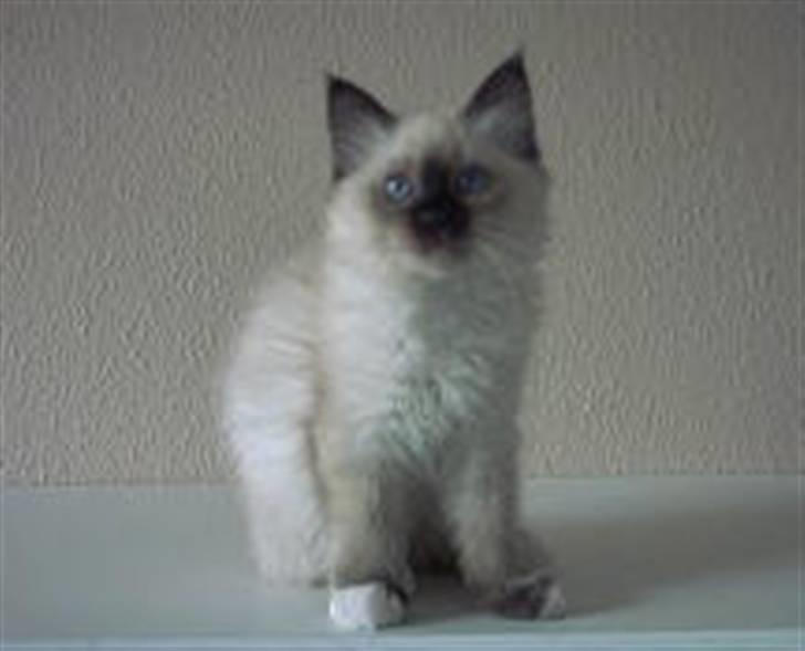 Hellig Birma Alexcia - Alexcia som killing billede 2