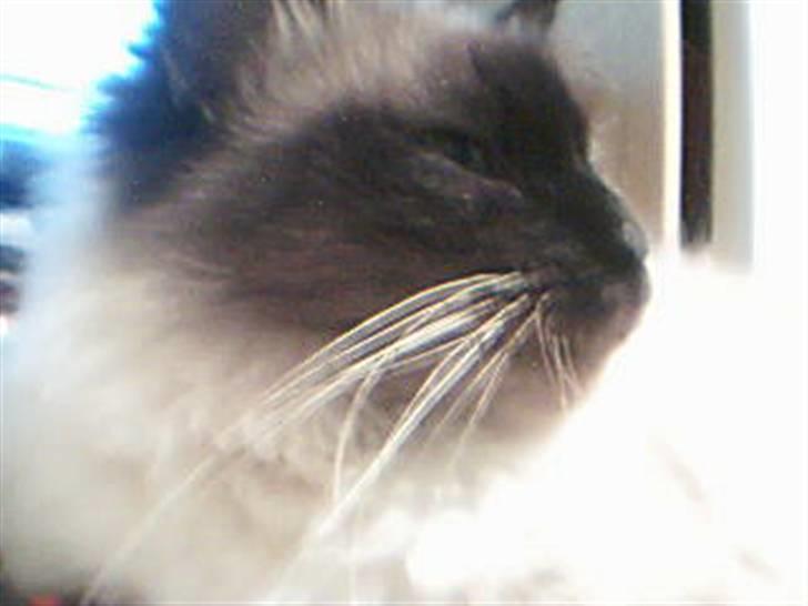 Hellig Birma Alexcia - Alexcia kigger væk billede 3