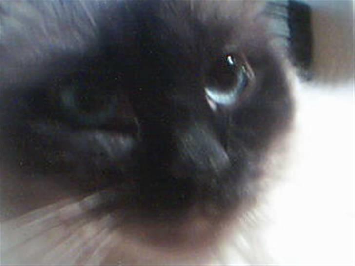 Hellig Birma Alexcia - se hendes flotte øjne billede 4