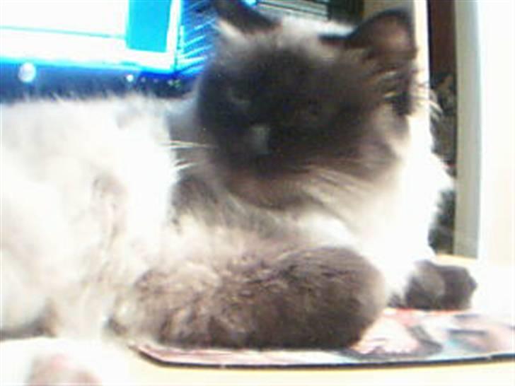 Hellig Birma Alexcia - Kigger væk (igen) billede 5