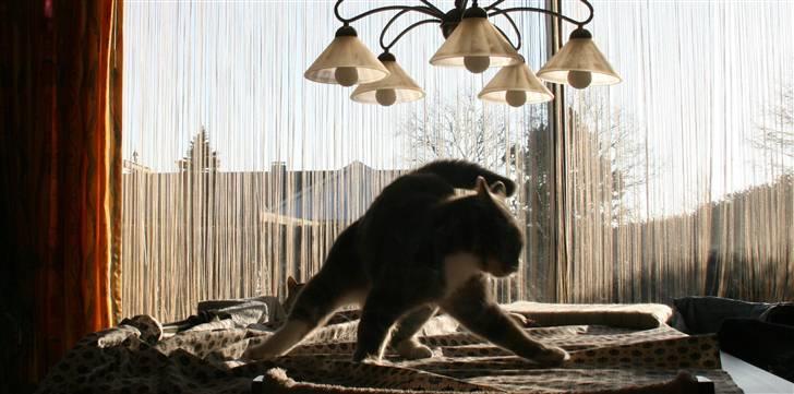 Huskat buller billede 1