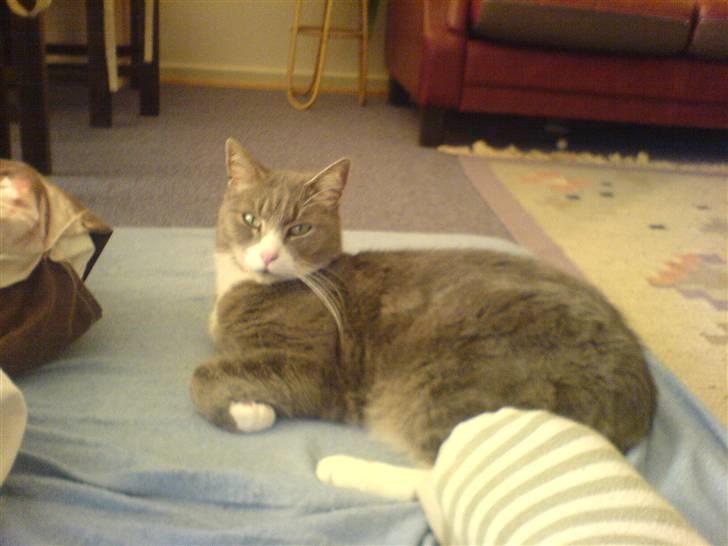 Huskat buller billede 2