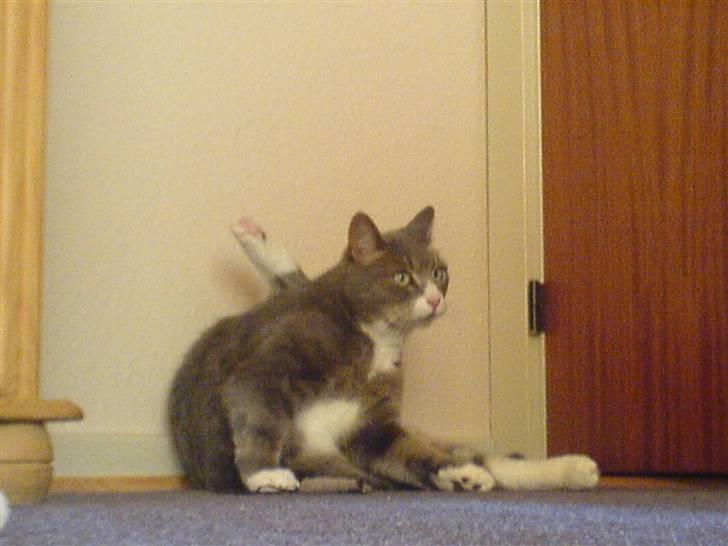 Huskat buller billede 3