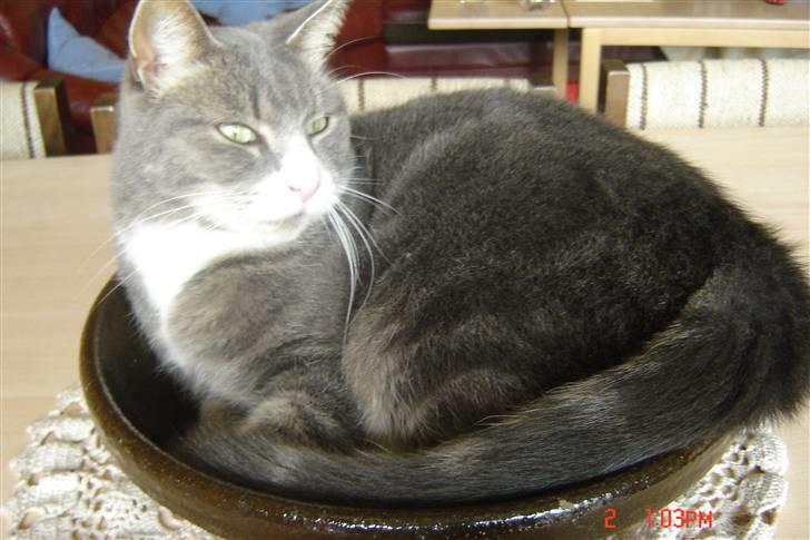 Huskat buller billede 4