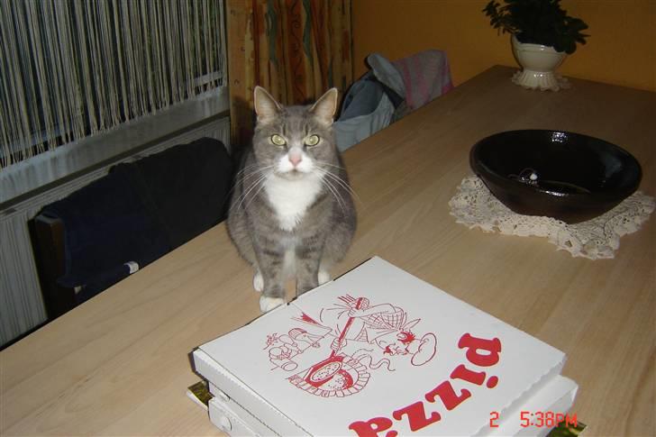 Huskat buller billede 5