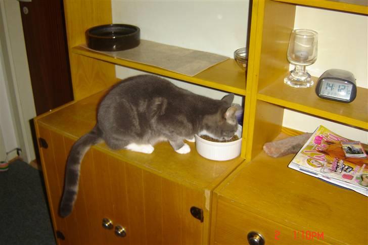 Huskat buller billede 6