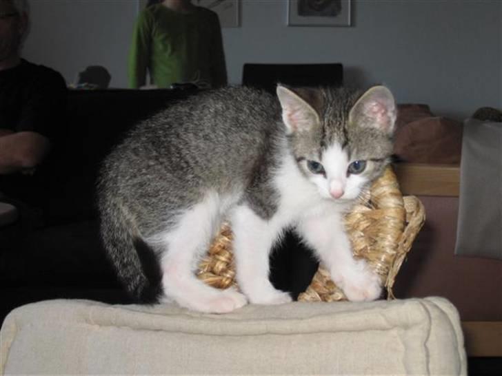 Huskat Oliver billede 1