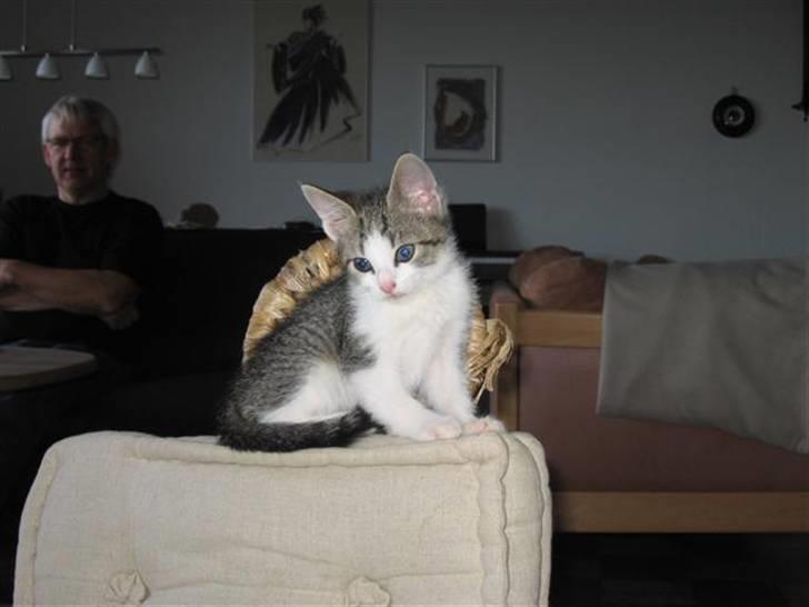 Huskat Oliver billede 3