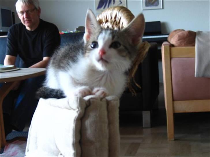 Huskat Oliver billede 4