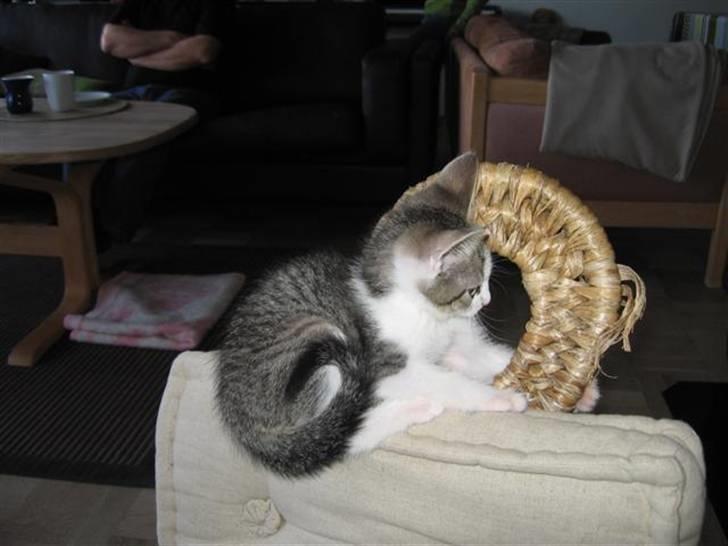 Huskat Oliver billede 5