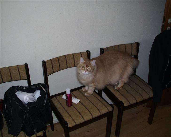 Maine Coon gaffe billede 1