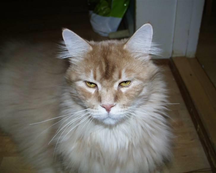 Maine Coon gaffe billede 2