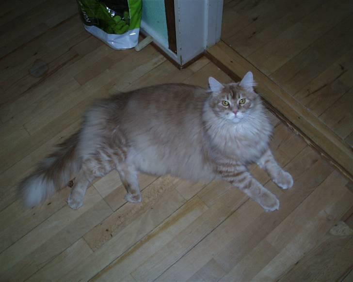 Maine Coon gaffe - Når man er træt vælter man jo bare midt i det hele billede 3