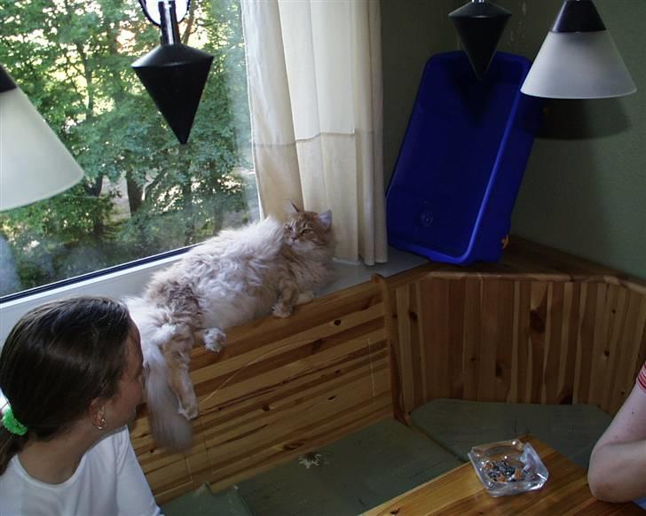 Maine Coon gaffe billede 5