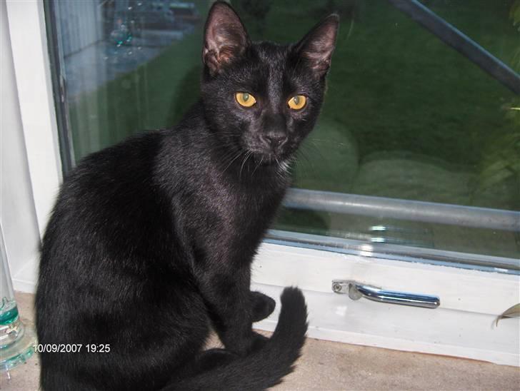 Huskat Gizmo - Min yndlingsplads, hvor jeg holder øje med haven. (4 måneder gammel) billede 1