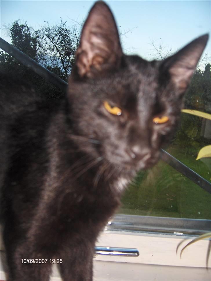 Huskat Gizmo - Jeg kan da godt lige lave et sødt ansigt når jeg skal fotograferes. (4 måneder gammel) billede 2