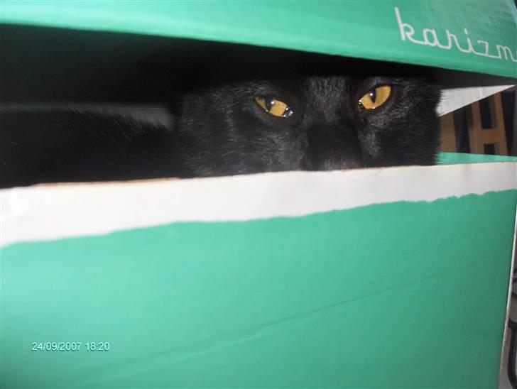 Huskat Gizmo - Kan du se mig? (5 måneder gammel) billede 5