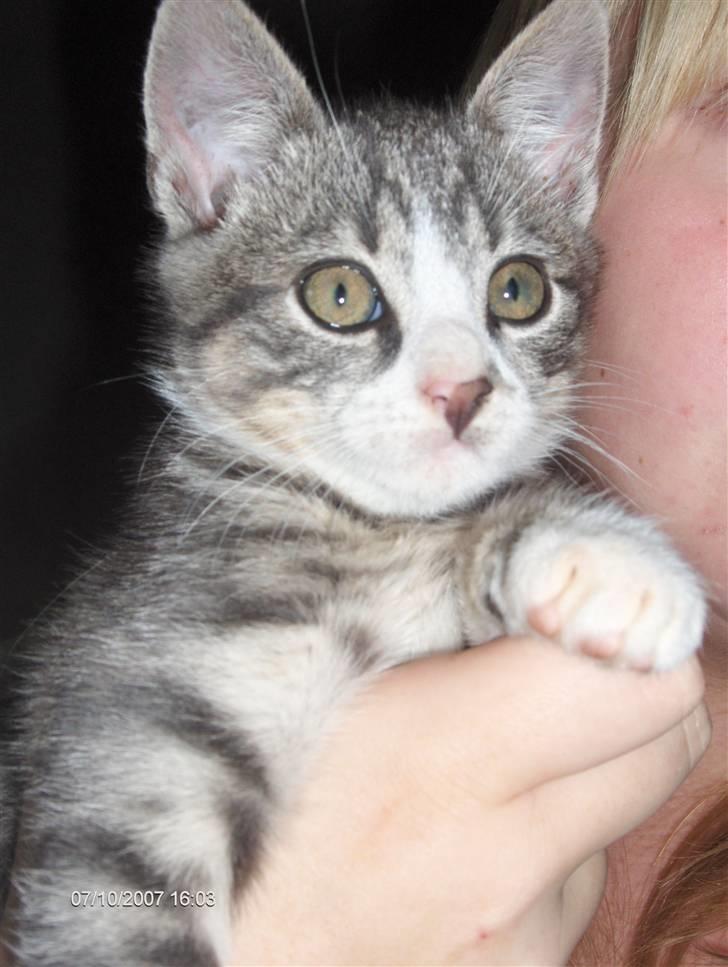 Huskat Toulouse - Her er jeg så med mine store øjne... billede 2