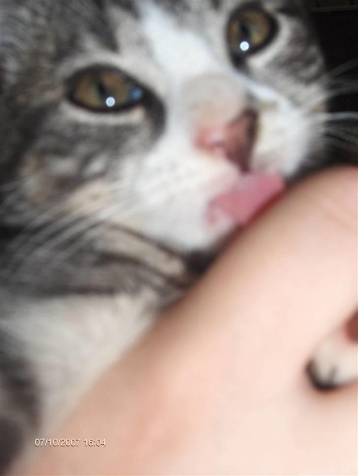 Huskat Toulouse - Slikkepot billede 3