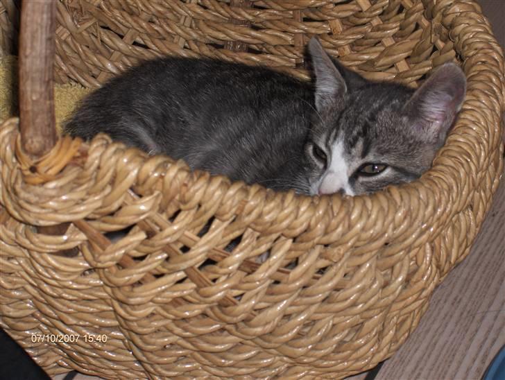 Huskat Toulouse - Igen Gizmo´ kurv. Jeg er ret træt efter en nysgerrig dag. billede 4