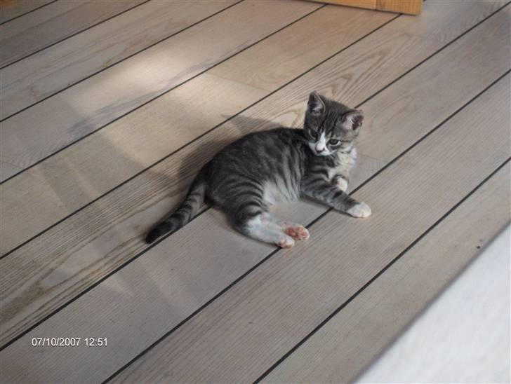 Huskat Toulouse - Ja jeg er meget lille billede 5