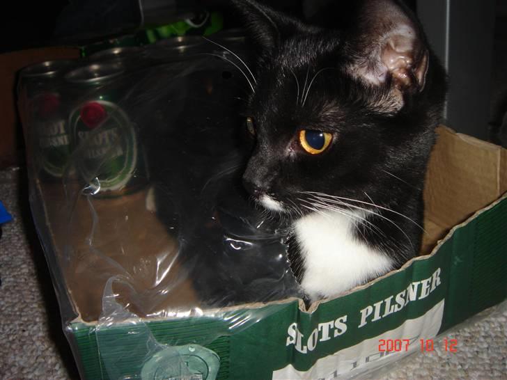 Blanding af racer Bettemis - Øl-katten billede 13